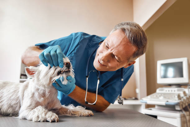 Best Weekend Emergency Dentist in Porter Heights, TX